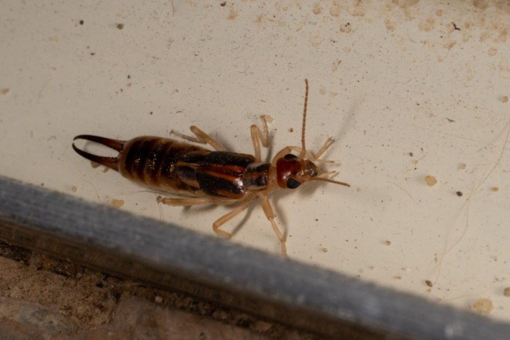 Aj na takéto nezmysly ľudia v detstve naleteli