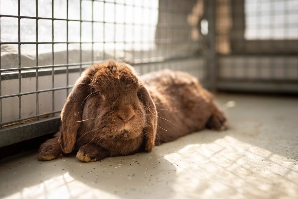 hororoví spolubývajúci