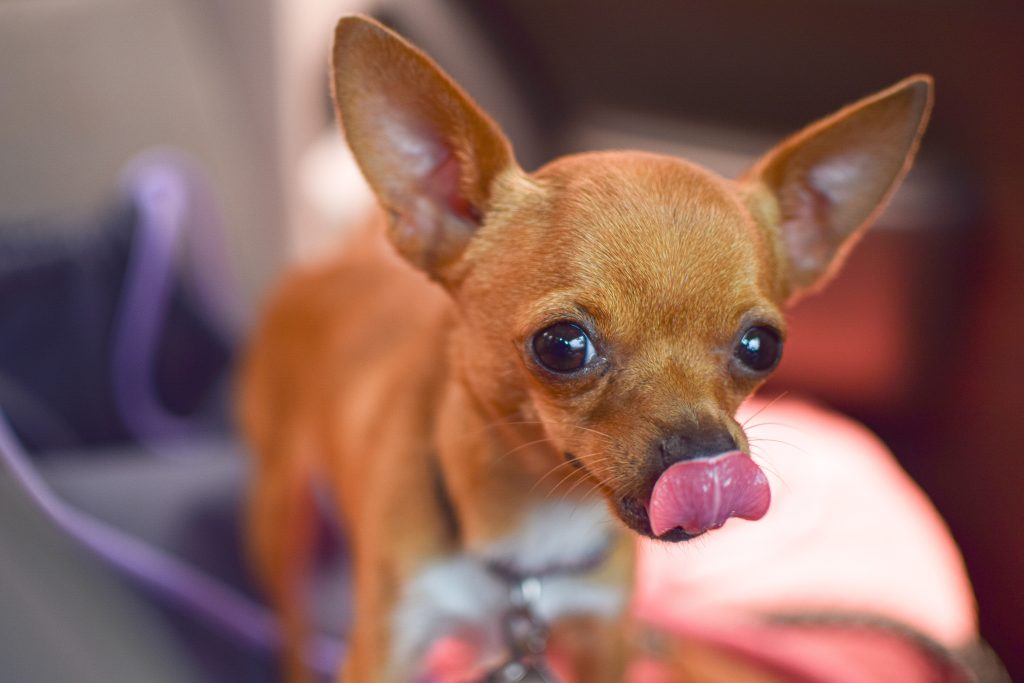 Poznáš tieto tiché varované signály psa? Jeho telo prezradí viac než štekot