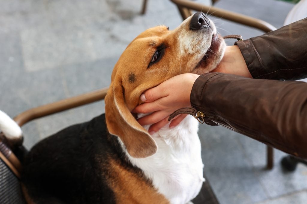 Poznáš tieto tiché varovné signály psa? Jeho telo prezradí viac než štekot