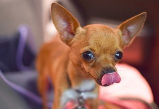 Poznáš tieto tiché varovné signály psa? Jeho telo prezradí viac než štekot