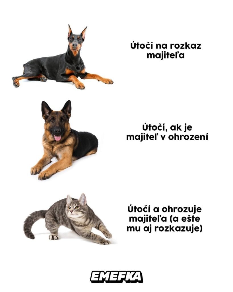 TOP KOMENTY meme zábava