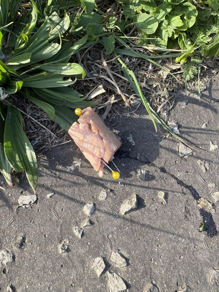 pes, psíčkar, Nitra, Slovensko, návnada, zvýšená opatrnosť