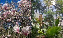 Botanická záhrada UK v Bratislave je znovu otvorená