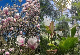 Botanická záhrada UK v Bratislave je znovu otvorená