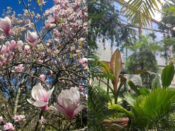 Botanická záhrada UK v Bratislave je znovu otvorená