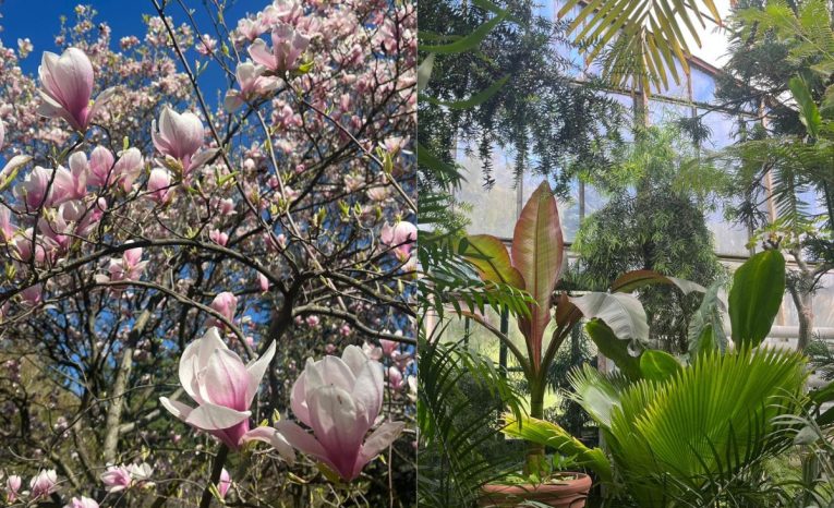 Botanická záhrada UK v Bratislave je znovu otvorená