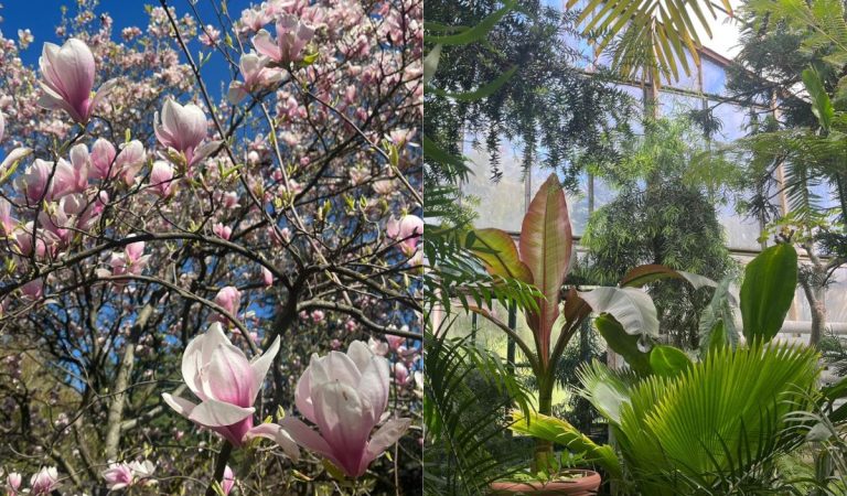 Botanická záhrada UK v Bratislave je znovu otvorená