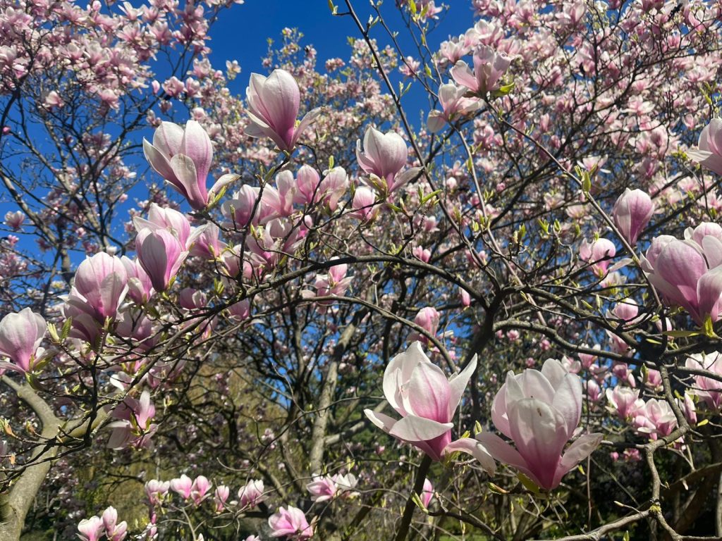 Botanická záhrada UK v Bratislave je znovu otvorená
