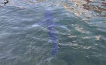 chorvátsko žraloky ľudia dovolenka cestovanie