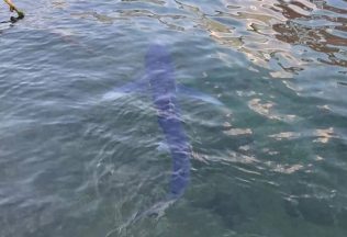 chorvátsko žraloky ľudia dovolenka cestovanie