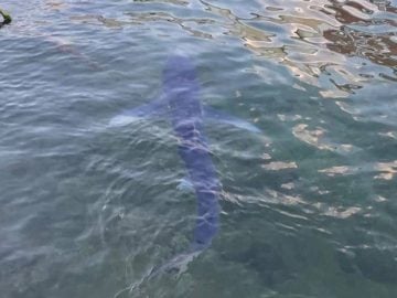 chorvátsko žraloky ľudia dovolenka cestovanie