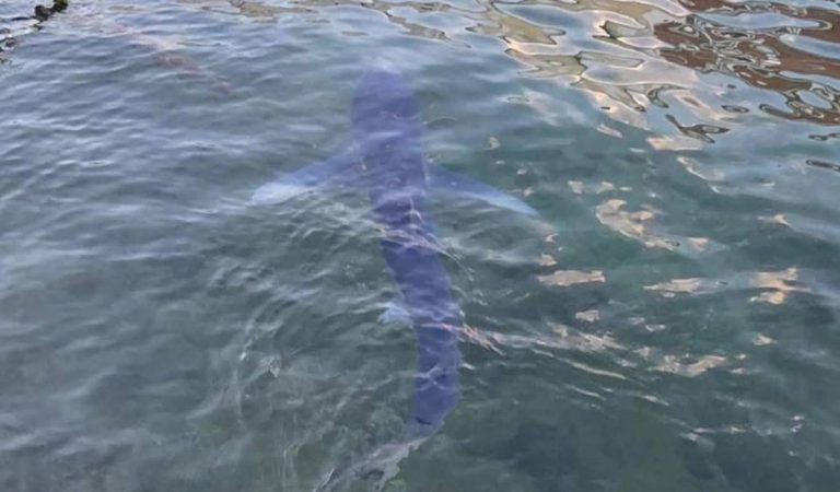 chorvátsko žraloky ľudia dovolenka cestovanie