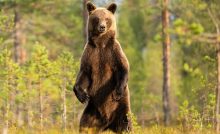 medvede stopovanie portál vláda slovensko zvieratá
