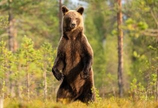 medvede stopovanie portál vláda slovensko zvieratá