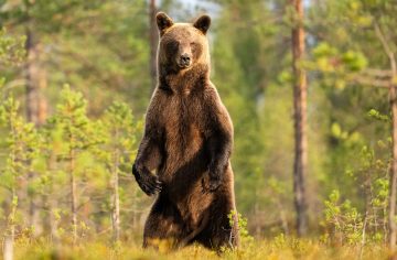 Kam neísť do lesa? Nový web ti ukáže, kde sa na Slovensku pohybujú medvede