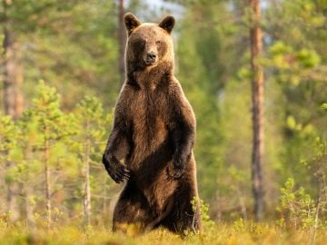 medvede stopovanie portál vláda slovensko zvieratá