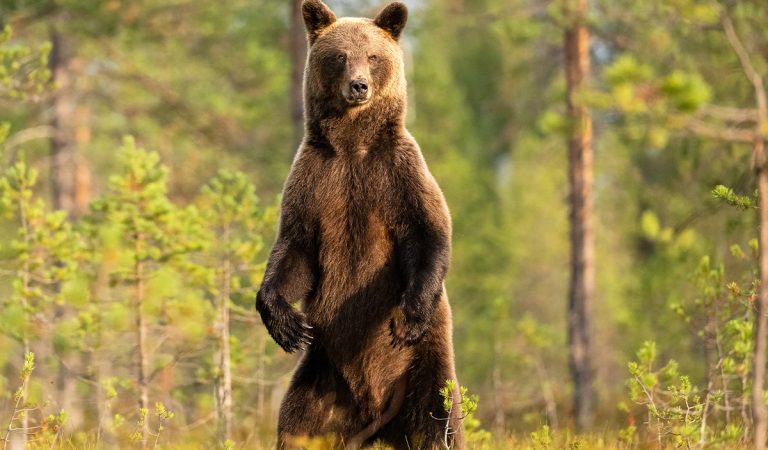medvede stopovanie portál vláda slovensko zvieratá