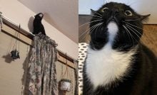 drzé a vtipné mačky