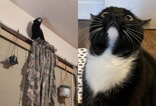 drzé a vtipné mačky