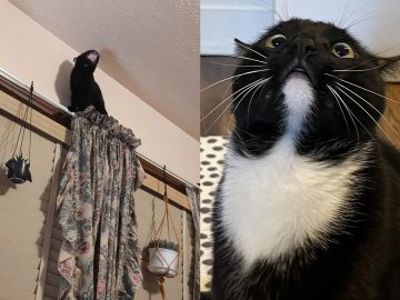 drzé a vtipné mačky