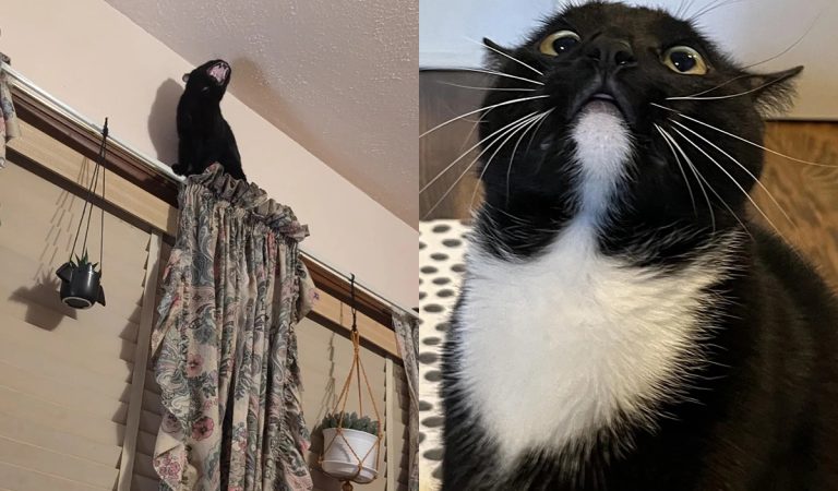 drzé a vtipné mačky