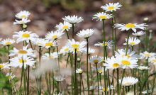 poznáš názvy poľných kvetov