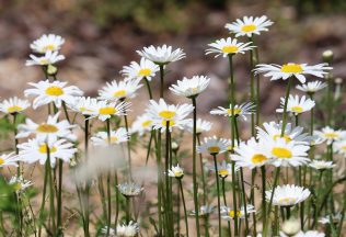 poznáš názvy poľných kvetov