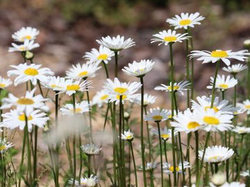 poznáš názvy poľných kvetov