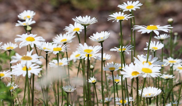 poznáš názvy poľných kvetov