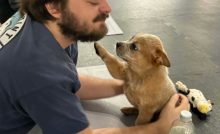 puppy joga šteniatka psíky reportáž