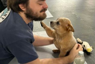 puppy joga šteniatka psíky reportáž