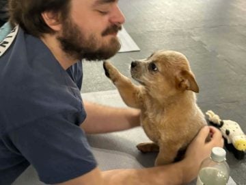 puppy joga šteniatka psíky reportáž