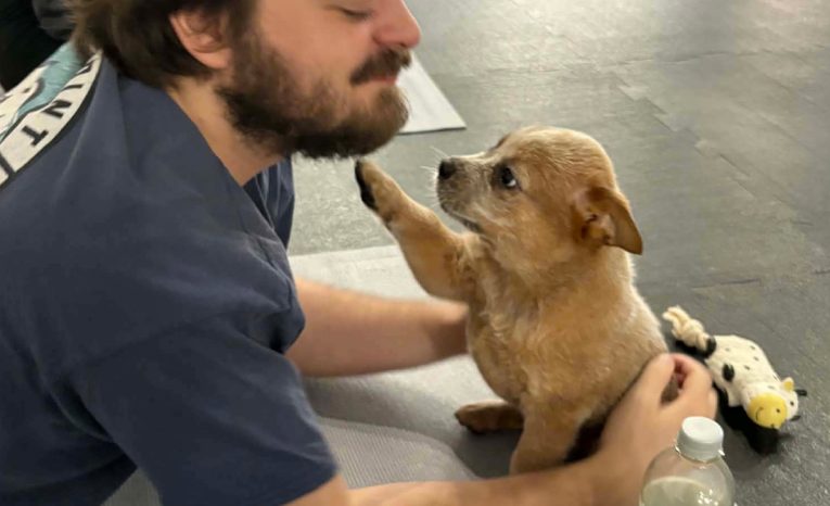 puppy joga šteniatka psíky reportáž