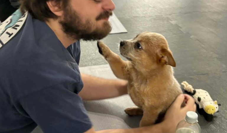 puppy joga šteniatka psíky reportáž