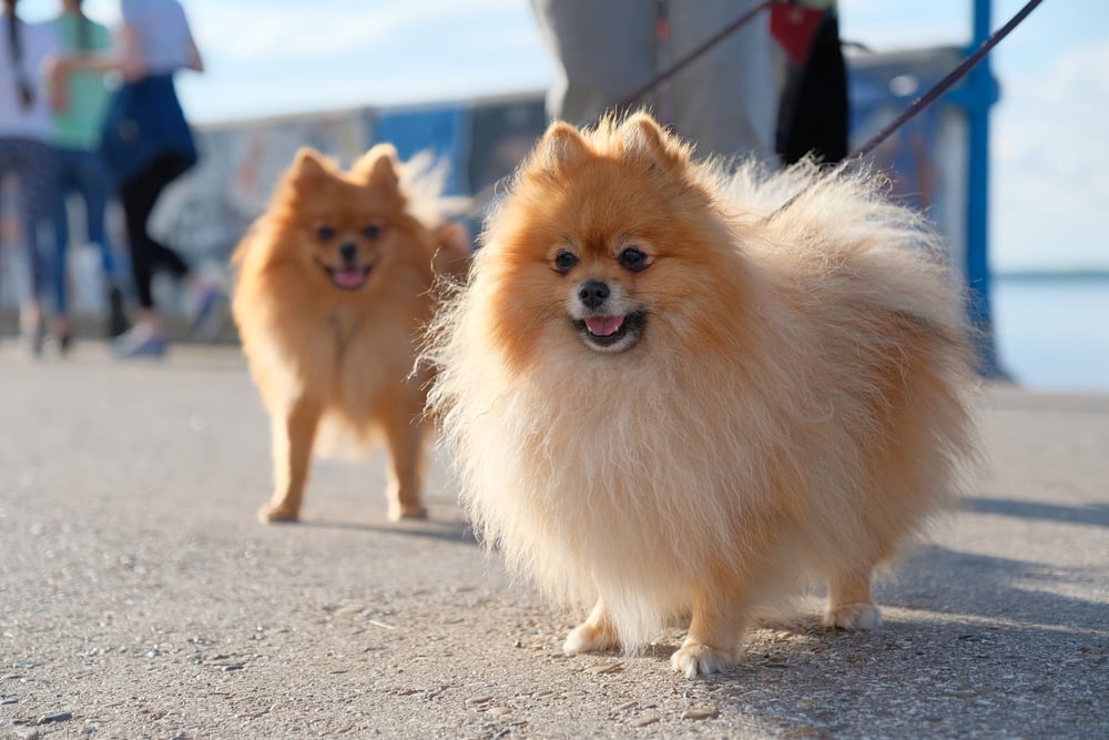 náročné plemená psov