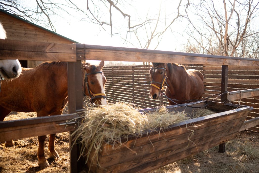 Čo ak nastane kritický nedostatok pohonných hmôt? Pripravili sme prehľad ako by to vyzeralo, ak by na Slovensku autá nahradili kone.