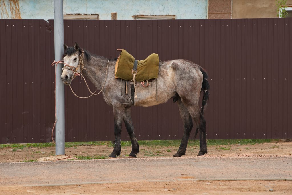 Čo ak nastane kritický nedostatok pohonných hmôt? Pripravili sme prehľad ako by to vyzeralo, ak by na Slovensku autá nahradili kone.