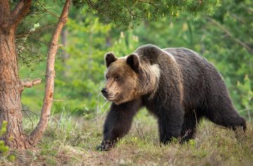 Relax v známom stredisku vystriedal čistý strach: V blízkosti obľúbených slovenských kúpeľov spozorovali medveďa