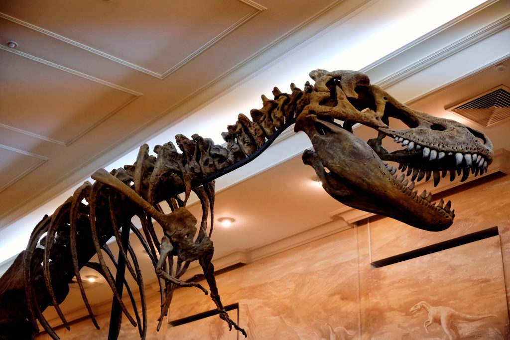 Najdôležitejšia otázka všetkých čias bola zodpovedaná: Prečo mal tyranosaurus také malé ručičky?