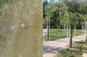 Že Vrakuňa nemá čo ponúknuť? Ukrýva zelený raj s korytnačkami, kde si môžeš opekať, kaviareň ako z románu aj skvelé langoše