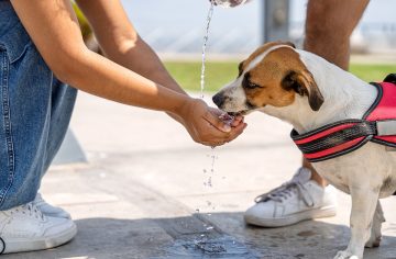 Ako v horúčavách chrániť svojich domácich miláčikov? Veterinár upozorňuje na veľkú chybu, ktorej sa Slováci stále dopúšťajú