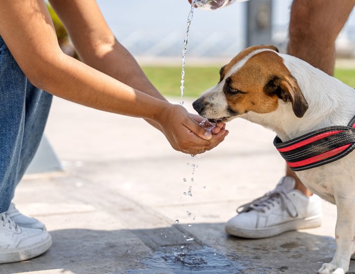 Ako v horúčavách chrániť svojich domácich miláčikov? Veterinár upozorňuje na veľkú chybu, ktorej sa Slováci stále dopúšťajú