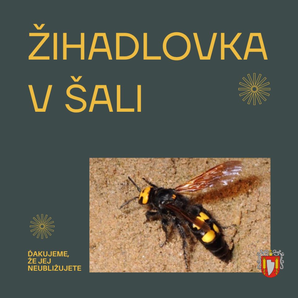 Klimatická apokalypsa na Slovensku? Obyvatelia tohto slovenského mesta sa sťažujú na obrovský exotický hmyz