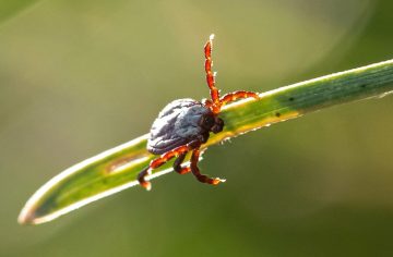 Koniec strachu z kliešťov? Výskumníci našli trik, ktorý funguje takmer na 100 %