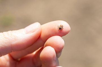 Kliešte majú svojho „favorita“: Vedci zistili, ktorá krvná skupina ich má priťahovať najviac