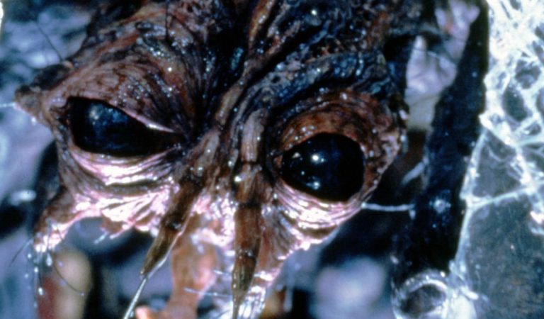 najnechutnejšie premeny filmové hrôza filmy deformácie body horor