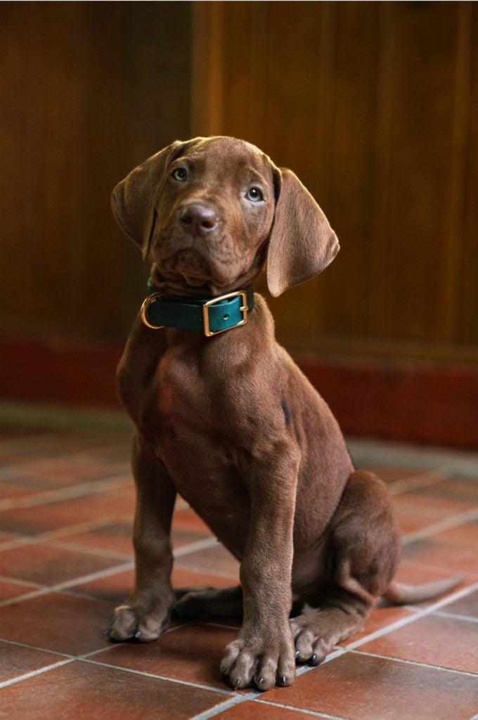Scooby-Doo: Origins, seriály, stream platformy, Netflix, seriálová novinka, Scooby-Doo