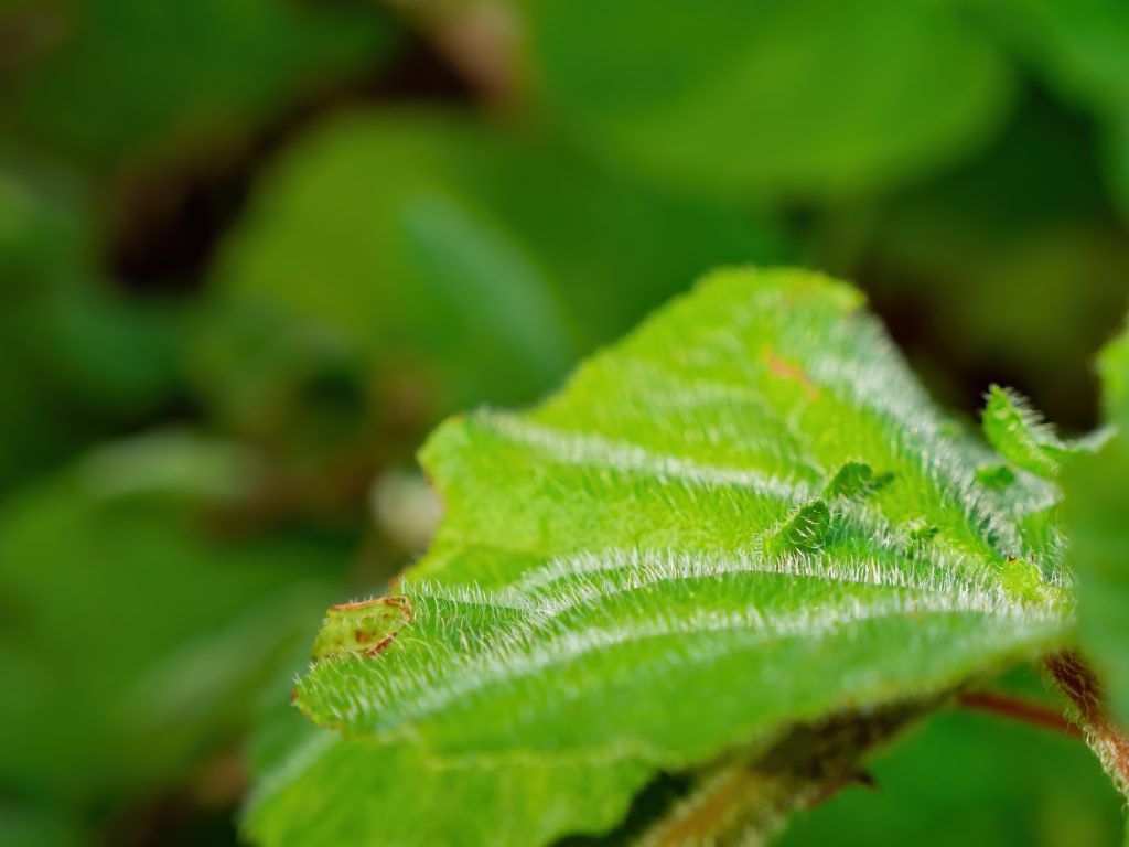 Dendrocnide moroides, známa aj ako gympie-gympie je obávaná rastlina, ktorej popŕhlenie spôsobuje asi najhoršiu bolesť, čo človek môže zažiť. 