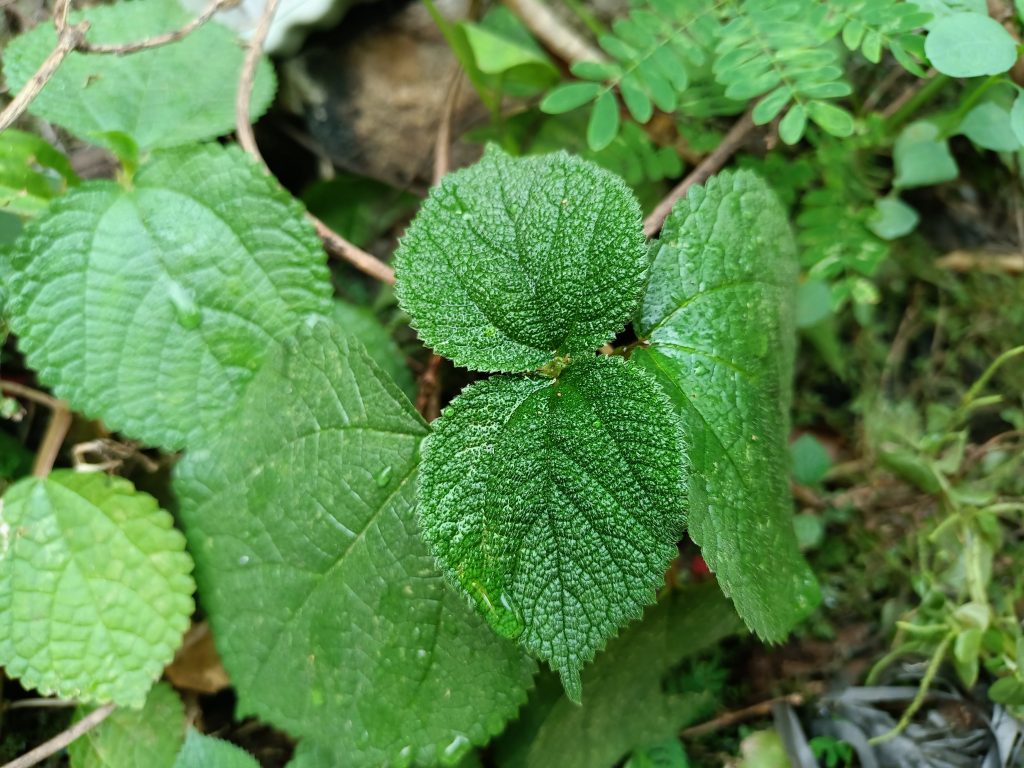 Dendrocnide moroides, známa aj ako gympie-gympie je obávaná rastlina, ktorej popŕhlenie spôsobuje asi najhoršiu bolesť, čo človek môže zažiť. 